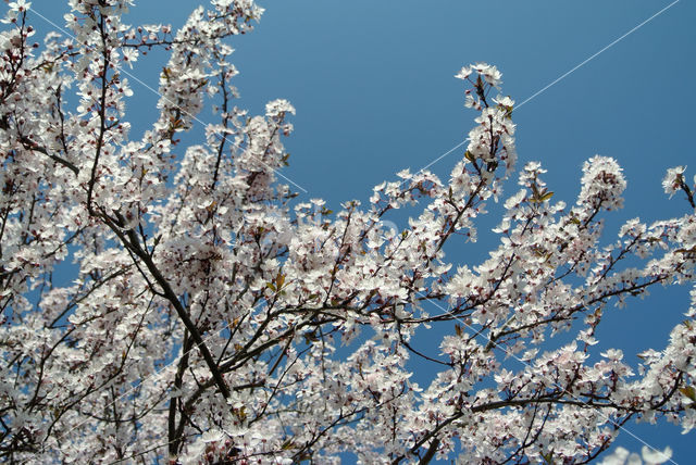 Cherry (Prunus spec)