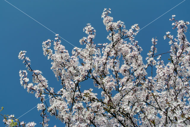 Cherry (Prunus spec)