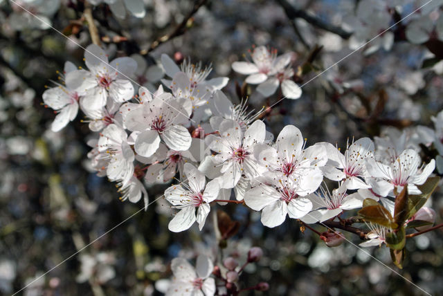 Cherry (Prunus spec)