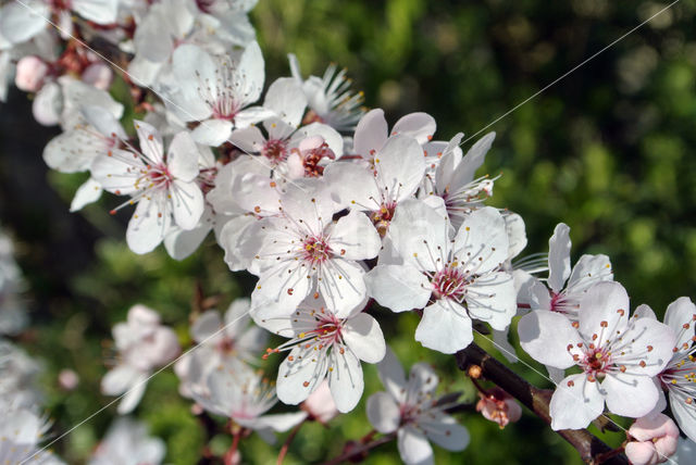 Cherry (Prunus spec)