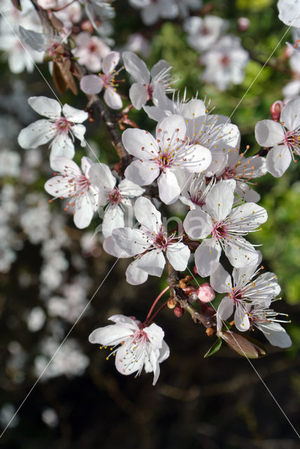 Cherry (Prunus spec)