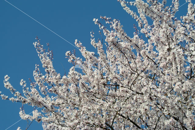 Cherry (Prunus spec)