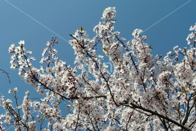 Cherry (Prunus spec)