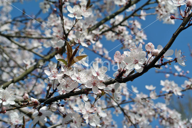 Cherry (Prunus spec)