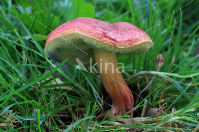Aureoboletus gentilis