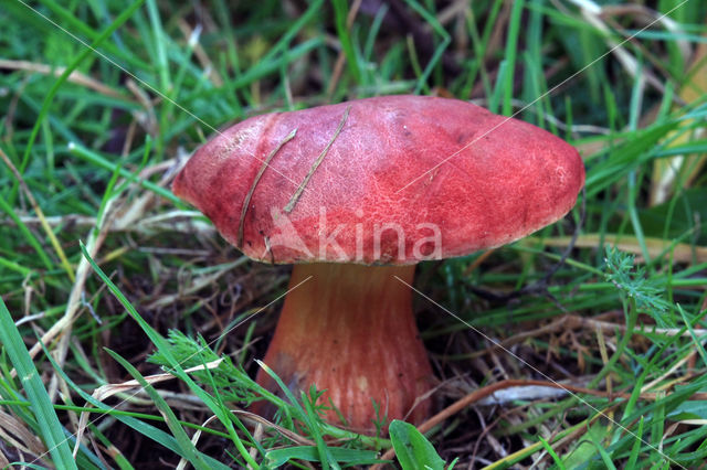 Aureoboletus gentilis