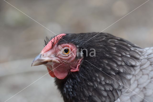 chicken (Gallus spec.)