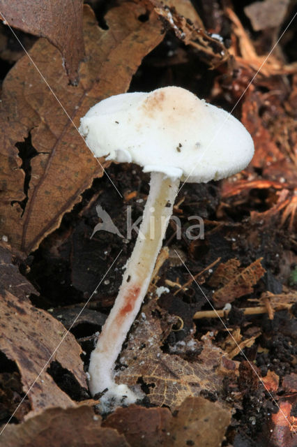 Kleine poederparasol (Cystolepiota seminuda)