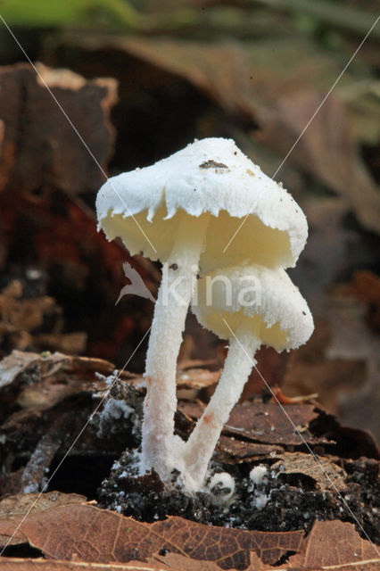 Kleine poederparasol (Cystolepiota seminuda)