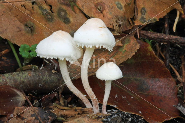 Cystolepiota seminuda