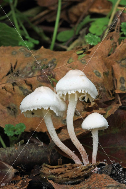 Kleine poederparasol (Cystolepiota seminuda)