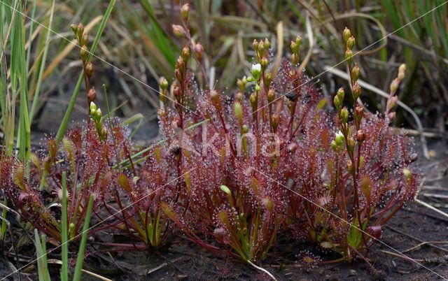 Kleine zonnedauw (Drosera intermedia)