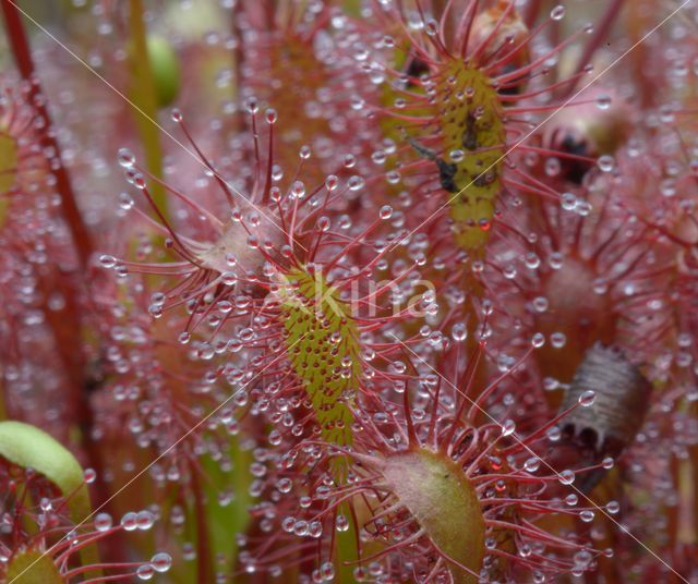 Kleine zonnedauw (Drosera intermedia)