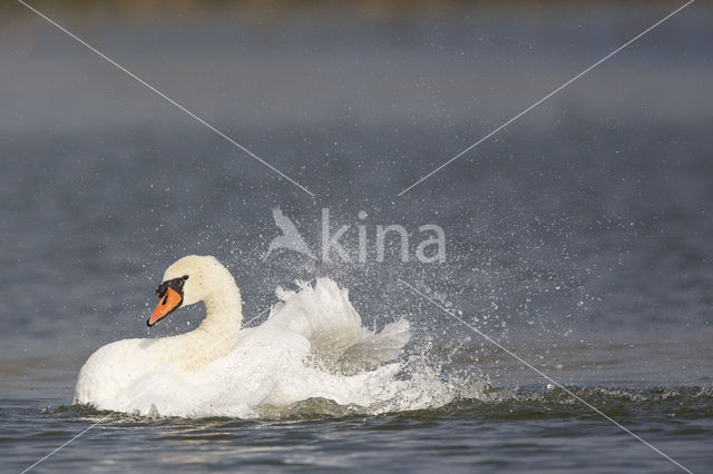 Knobbelzwaan (Cygnus olor)