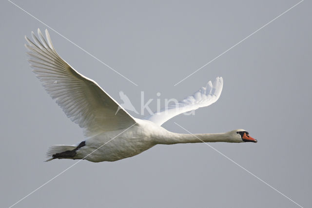 Knobbelzwaan (Cygnus olor)