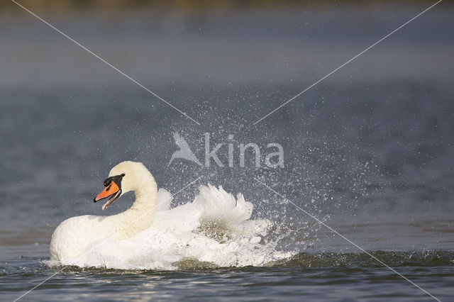 Knobbelzwaan (Cygnus olor)