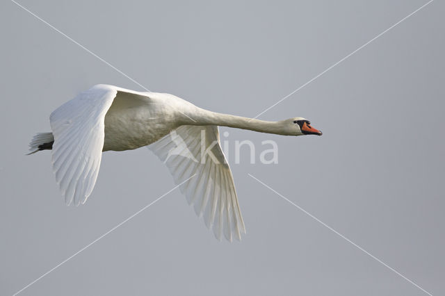 Knobbelzwaan (Cygnus olor)