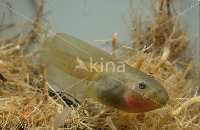 Knoflookpad (Pelobates fuscus)