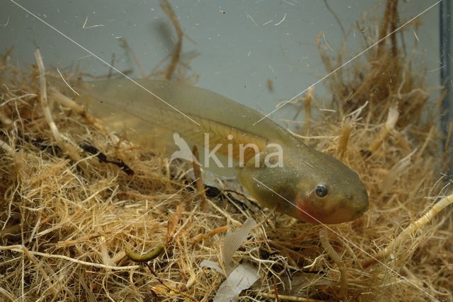 Common Spadefoot Toad (Pelobates fuscus)