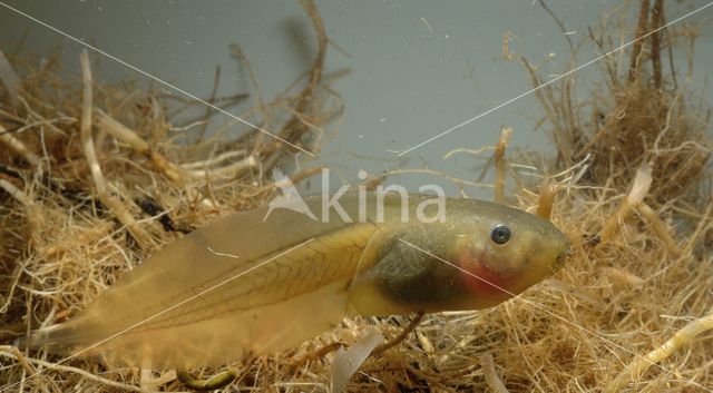 Knoflookpad (Pelobates fuscus)