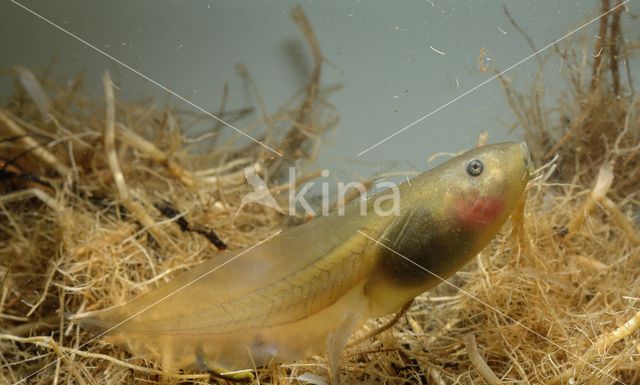 Common Spadefoot Toad (Pelobates fuscus)