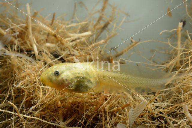 Common Spadefoot Toad (Pelobates fuscus)