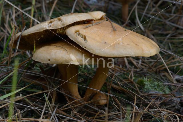 Koeienboleet (Suillus bovinus)