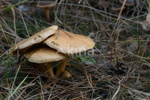 Koeienboleet (Suillus bovinus)