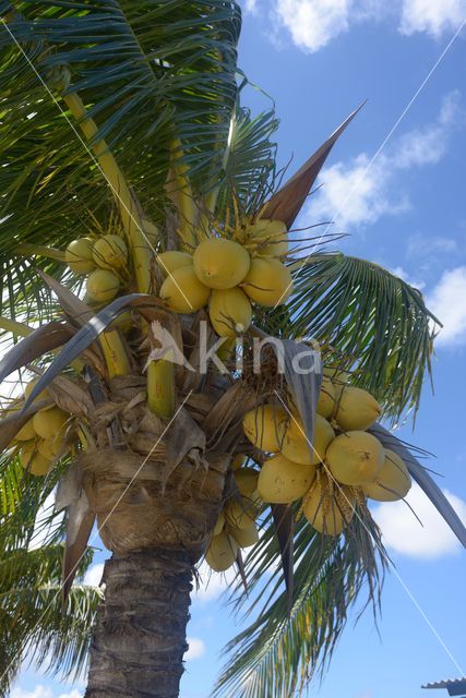 Coconut Palm (Cocos nucifera)