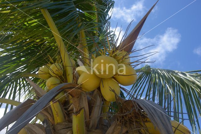 Coconut Palm (Cocos nucifera)