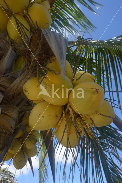 Coconut Palm (Cocos nucifera)