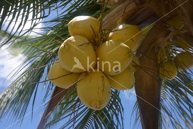 Coconut Palm (Cocos nucifera)