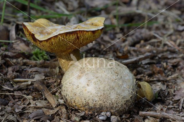 Parasitic Bolete (Boletus parasiticus)