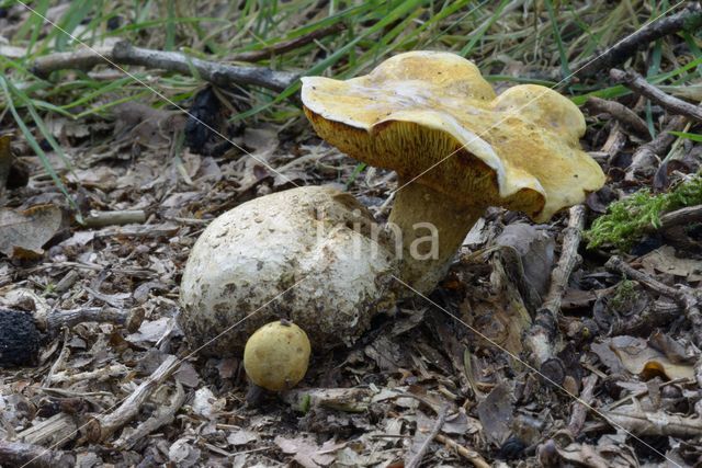 Parasitic Bolete (Boletus parasiticus)