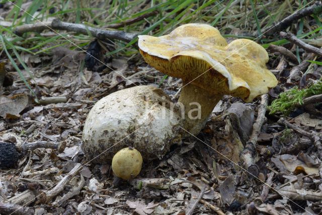 Kostgangerboleet (Boletus parasiticus)