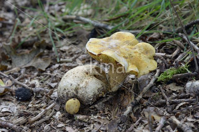 Kostgangerboleet (Boletus parasiticus)