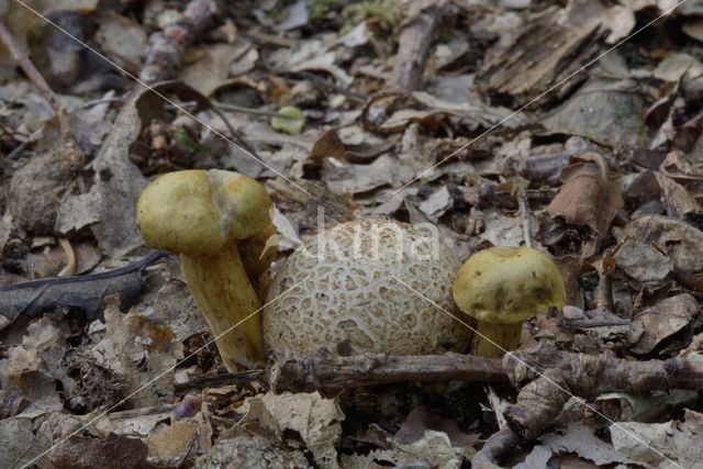 Parasitic Bolete (Boletus parasiticus)