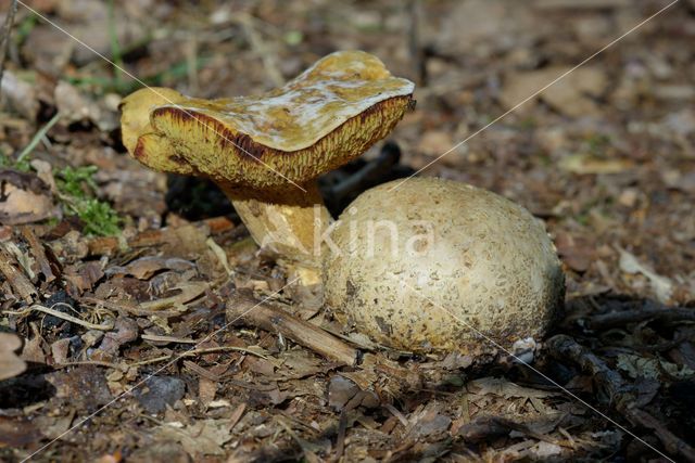 Kostgangerboleet (Boletus parasiticus)