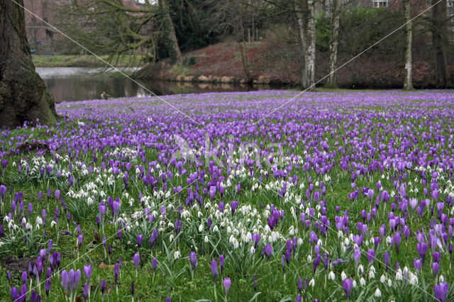 Krokus (Crocus spec.)