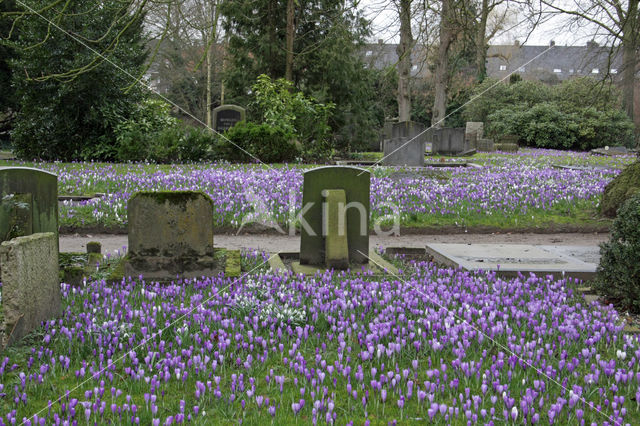 Krokus (Crocus spec.)