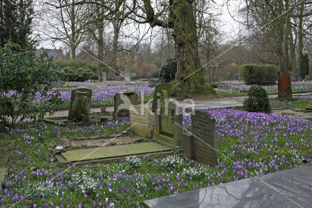 Krokus (Crocus spec.)