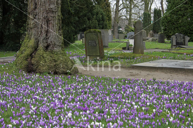 Krokus (Crocus spec.)