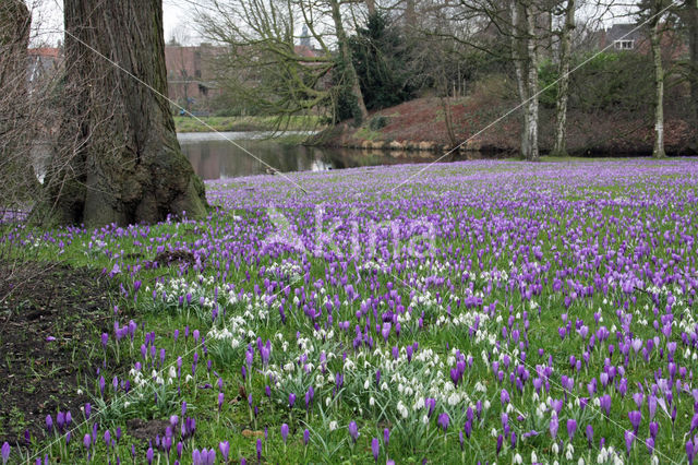 Krokus (Crocus spec.)