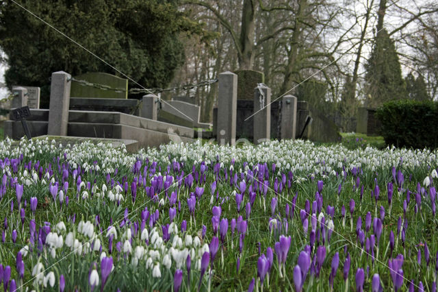 Krokus (Crocus spec.)