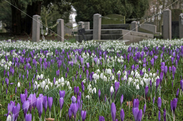 Krokus (Crocus spec.)