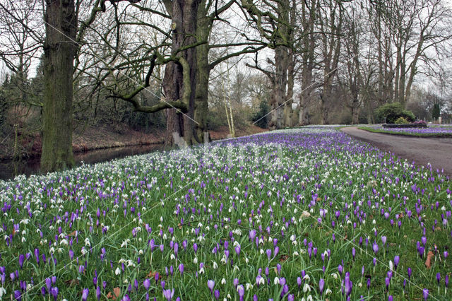 Krokus (Crocus spec.)