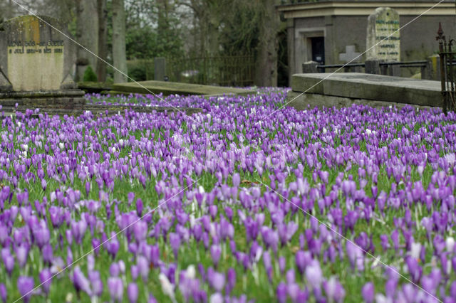 Krokus (Crocus spec.)