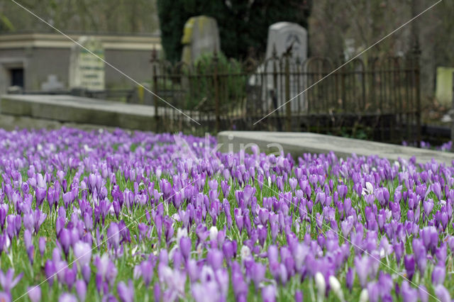 Krokus (Crocus spec.)