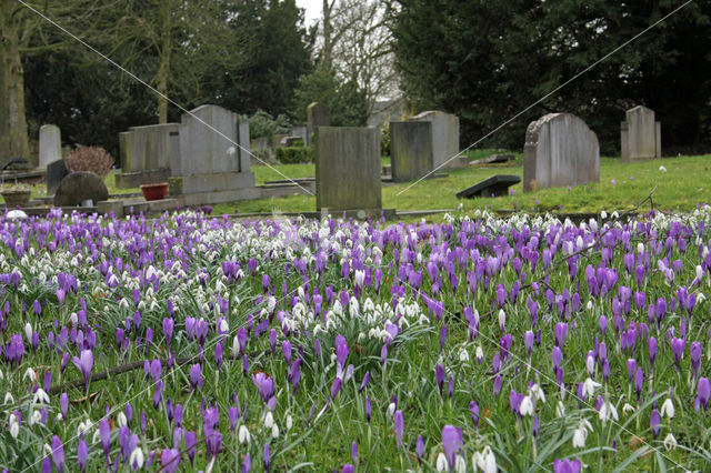 Krokus (Crocus spec.)