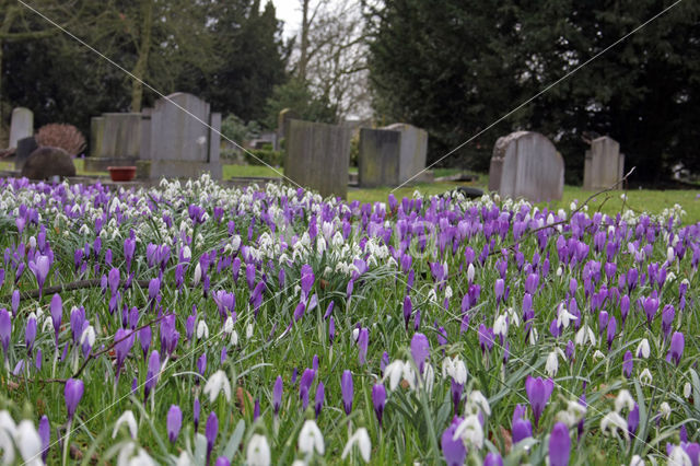 Krokus (Crocus spec.)